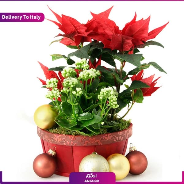 گلدان بنت قنسول برای کریسمس (ارسال گل به ایتالیا)