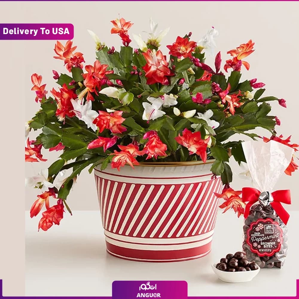 کاکتوس کریسمس با شکلات (تحویل امریکا)