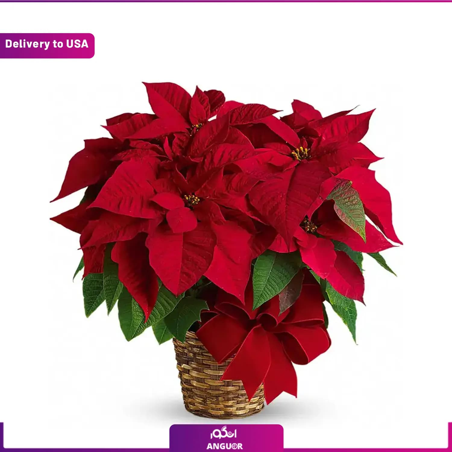 (Delivery to USA) Red Poinsettia