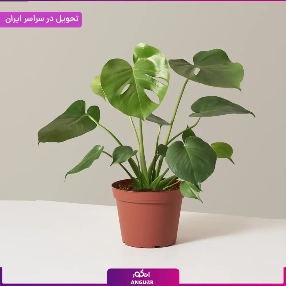 گلدان مونسترا — تصویر ۳