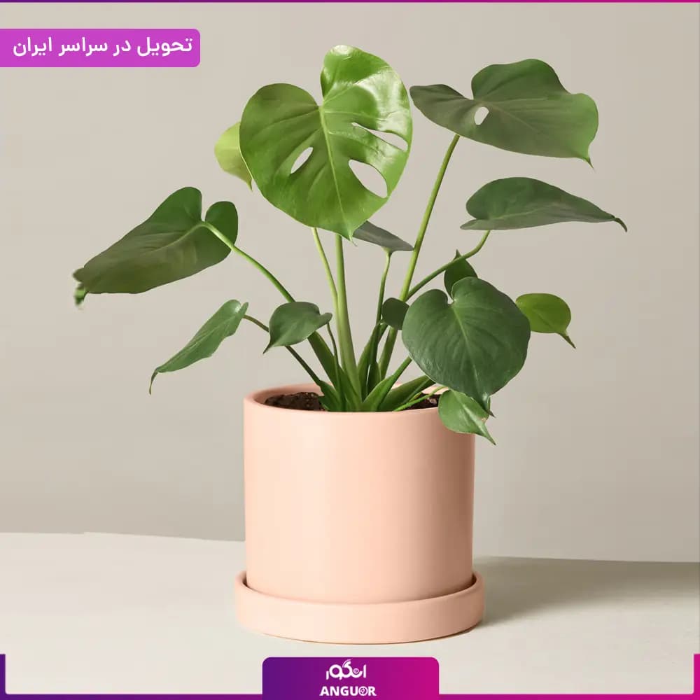 گلدان مونسترا — تصویر ۲