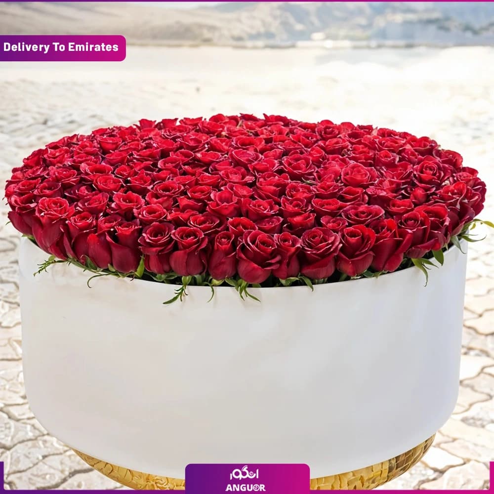 باکس گل رز 300 شاخه ( دبی و امارات)