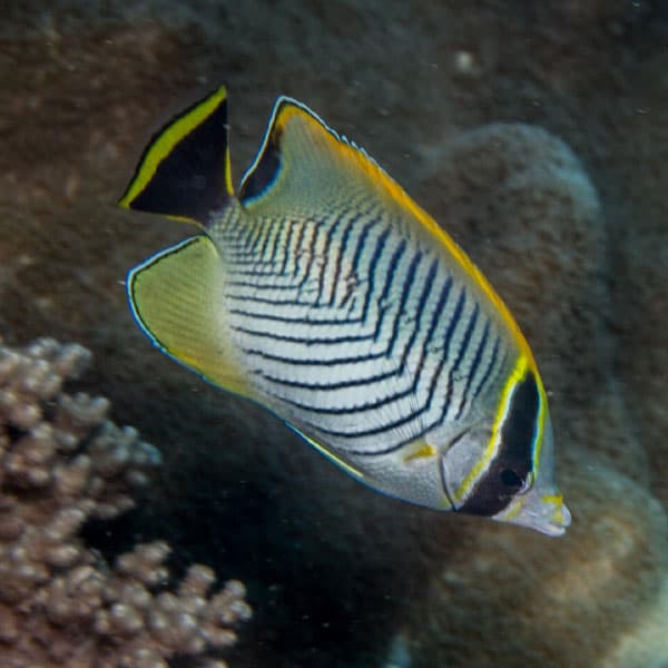 پروانه ماهی شورون – Chevron Butterflyfish