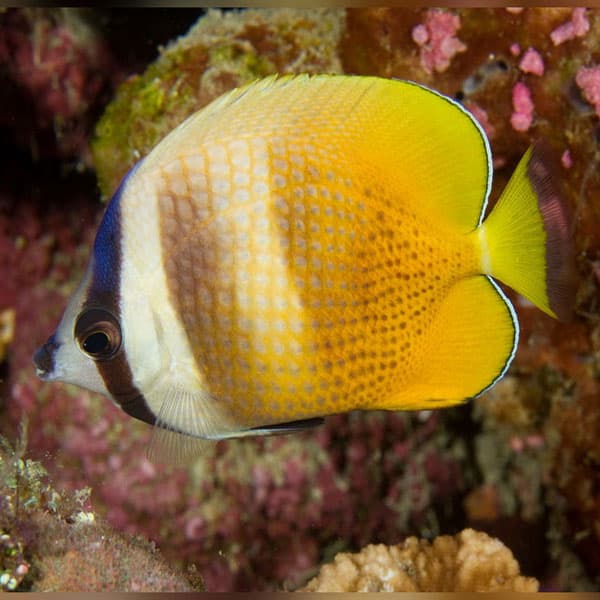 پروانه ماهی کلینی – Klein’s Butterflyfish
