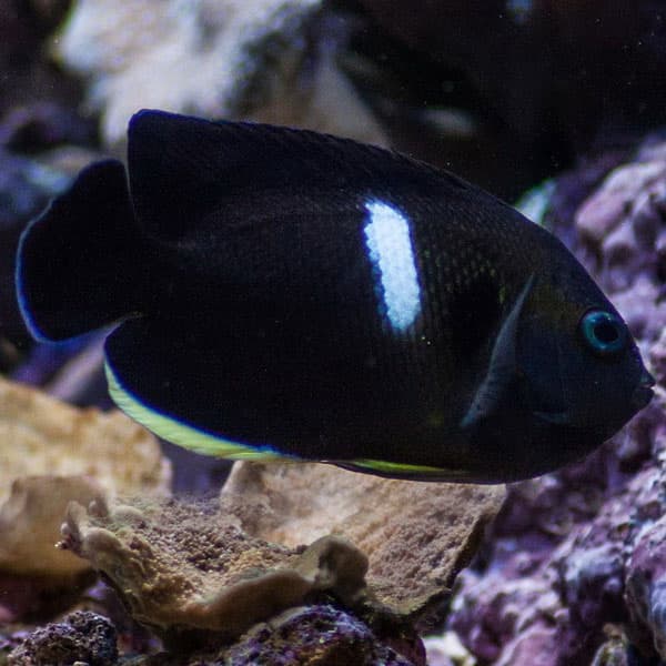 فرشته ماهی کی هول – Tibicen Angelfish