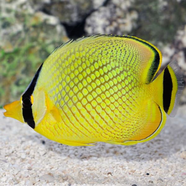 پروانه ماهی مشبک – Latticed Butterflyfish