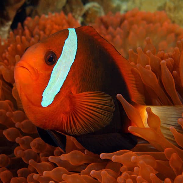 دلقک ماهی دارچینی – Anemonefish