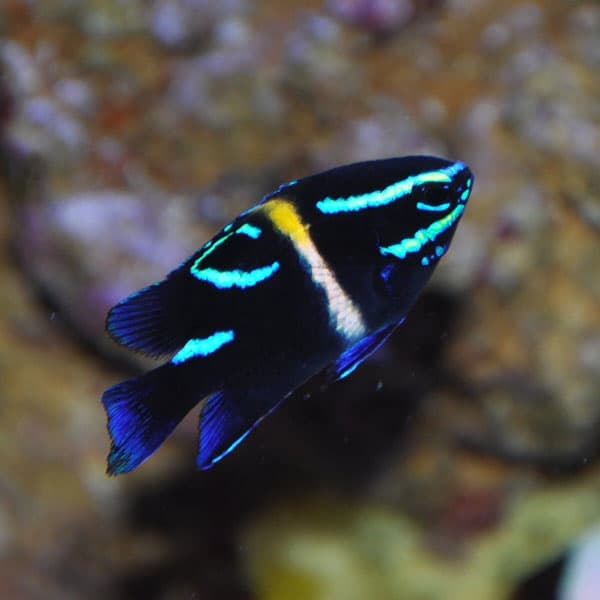 دامسل اکسیدان – Bluestreak Damselfish
