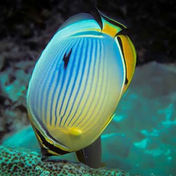 پروانه ماهی ملون – Melon Butterflyfish