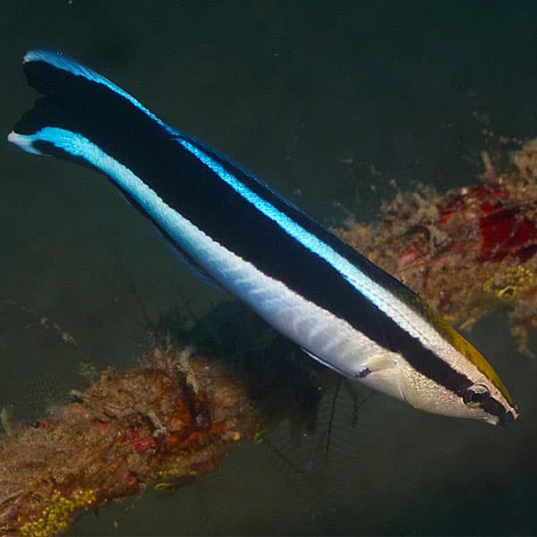 راس آرایشگر – Cleaner Wrasse — تصویر ۲