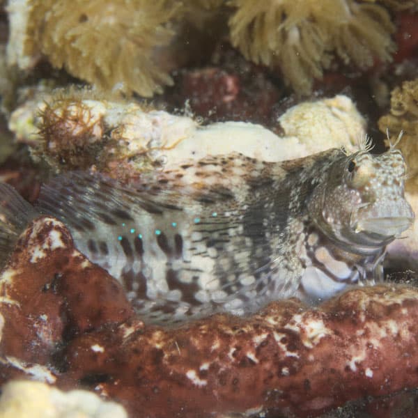ماهی شاه بلنی – Jeweled Blenny