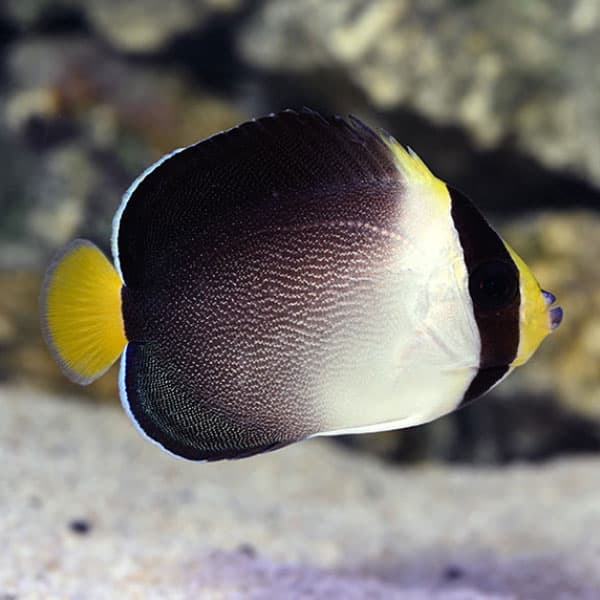 فرشته ماهی سنگاپوری – Singapore Angelfish