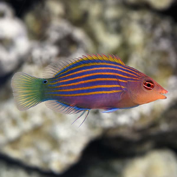 راس شش خط – Six Line Wrasse