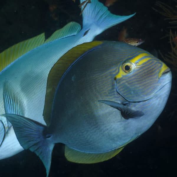 جراح ماهی ماتا – Mata Tang Fish
