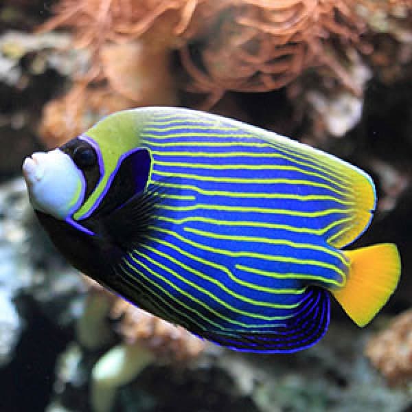 فرشته ماهی امپراطور – Emperor Angelfish