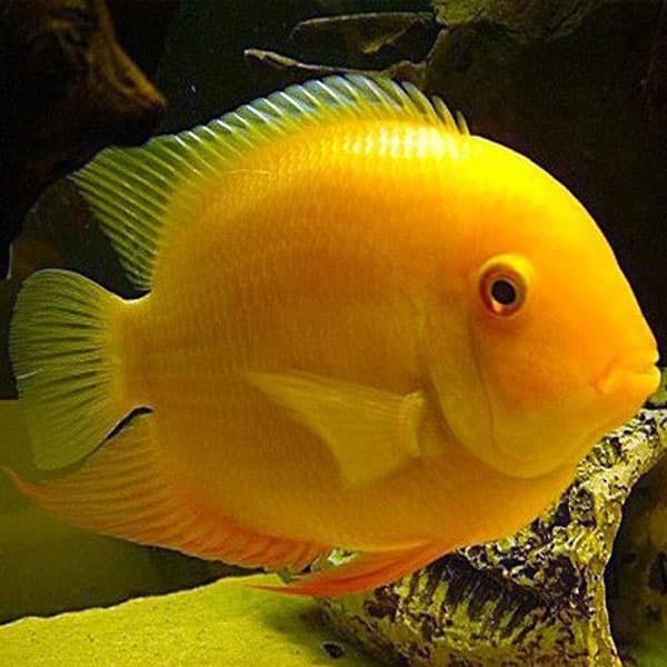 سیچلاید پروت – Parrot Cichlid