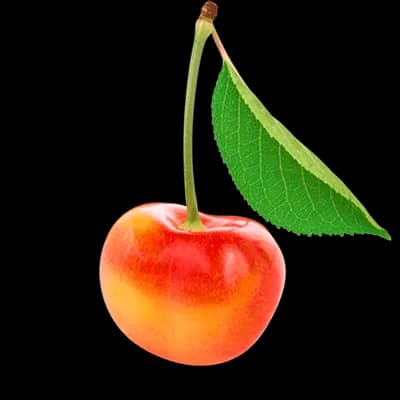 نهال گیلاس مالیزیا