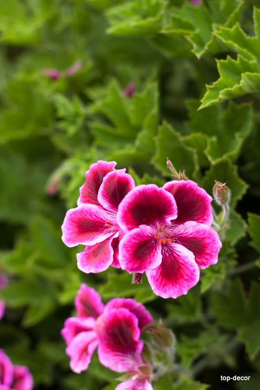 پوستر دیواری سه بعدی طرح گل بنفشه