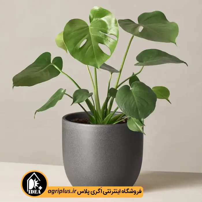 بذر برگ انجیری مونسترا Monstere Small