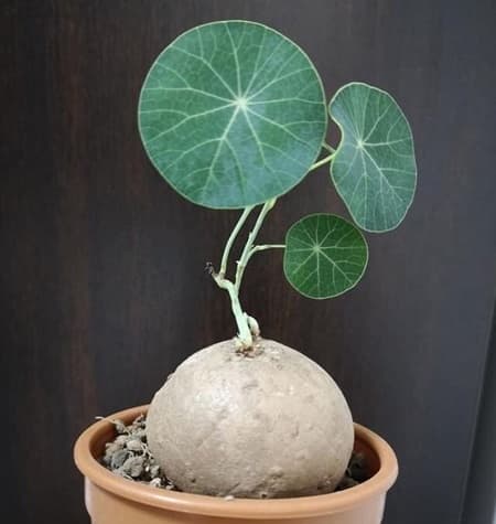 پیاز گل استفانی کوچک — تصویر ۵