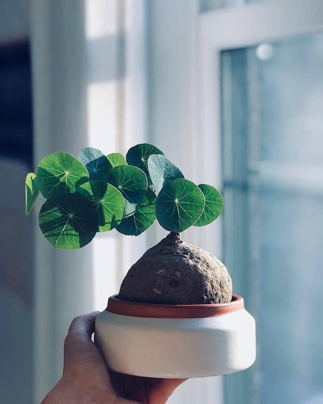 پیاز گل استفانی کوچک — تصویر ۴