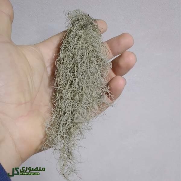 گیاه هوازی Usnea filipendula سایز متوسط