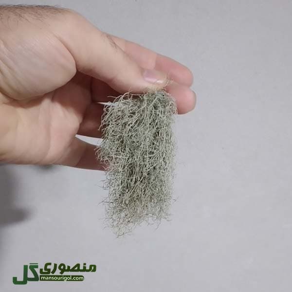 گیاه هوازی Usnea filipendula سایز کوچک