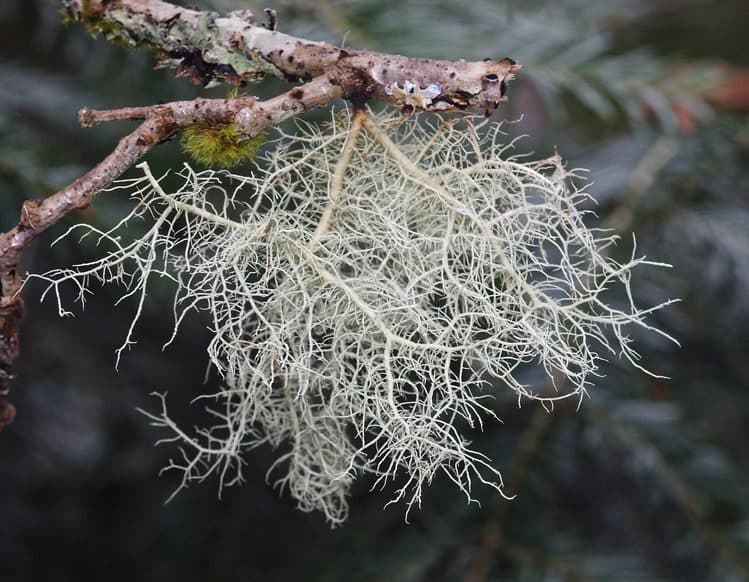 گیاه هوازی Usnea subfloridana — تصویر ۳