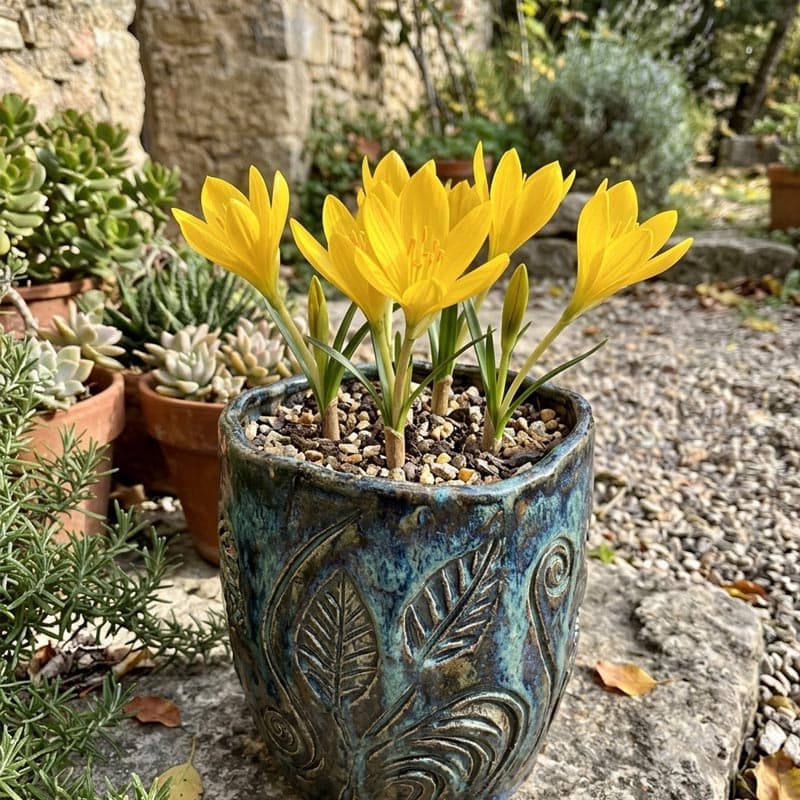 پیاز گل جام زرین کورش — تصویر ۵
