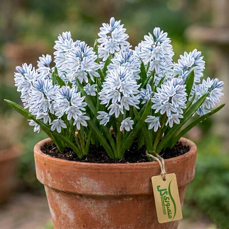 بذر گل striped squill