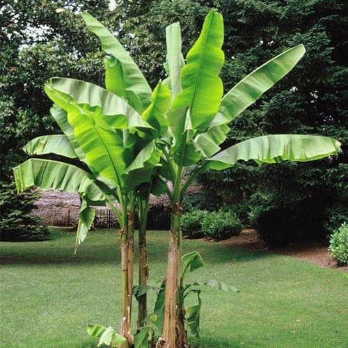 بذر درخت موز رقم basjoo