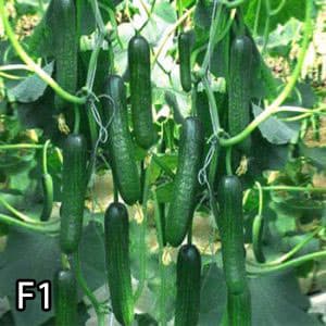 بذر خیار درختی گلخانه ای درجه یک پر محصول