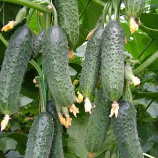 بذر خیار خاردار گلخانه ای درختی کوراژ پر محصول