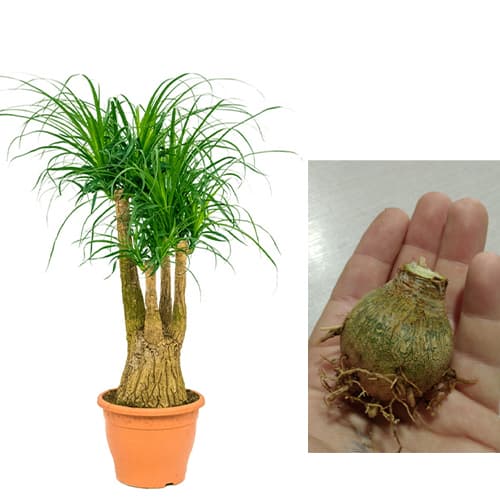 پیاز گل لیندا