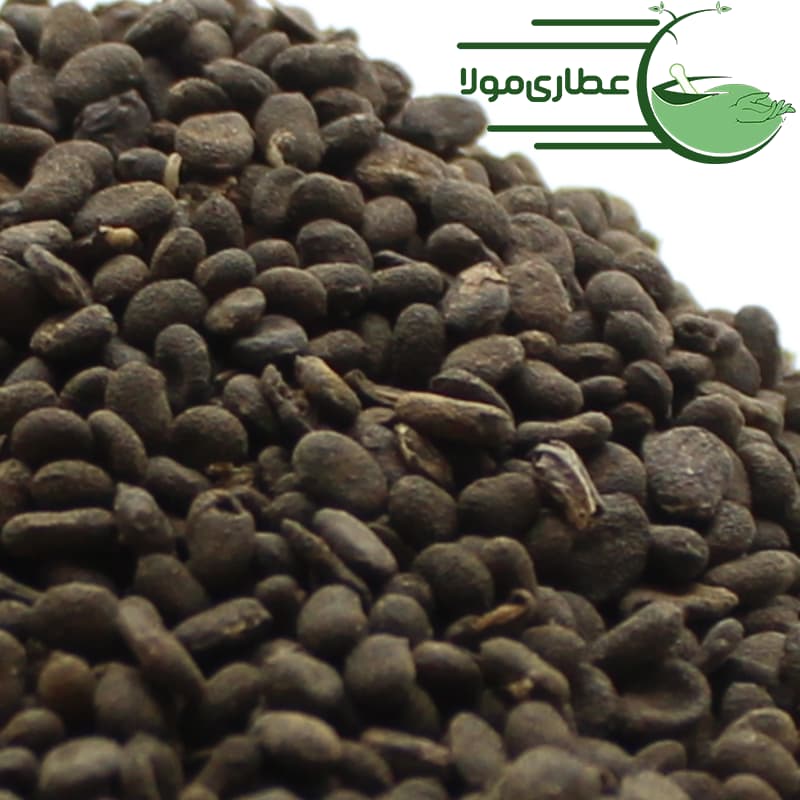 باپچی هندی یا باکوچی