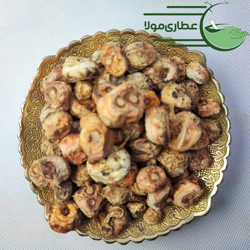نخود الوند — تصویر ۳