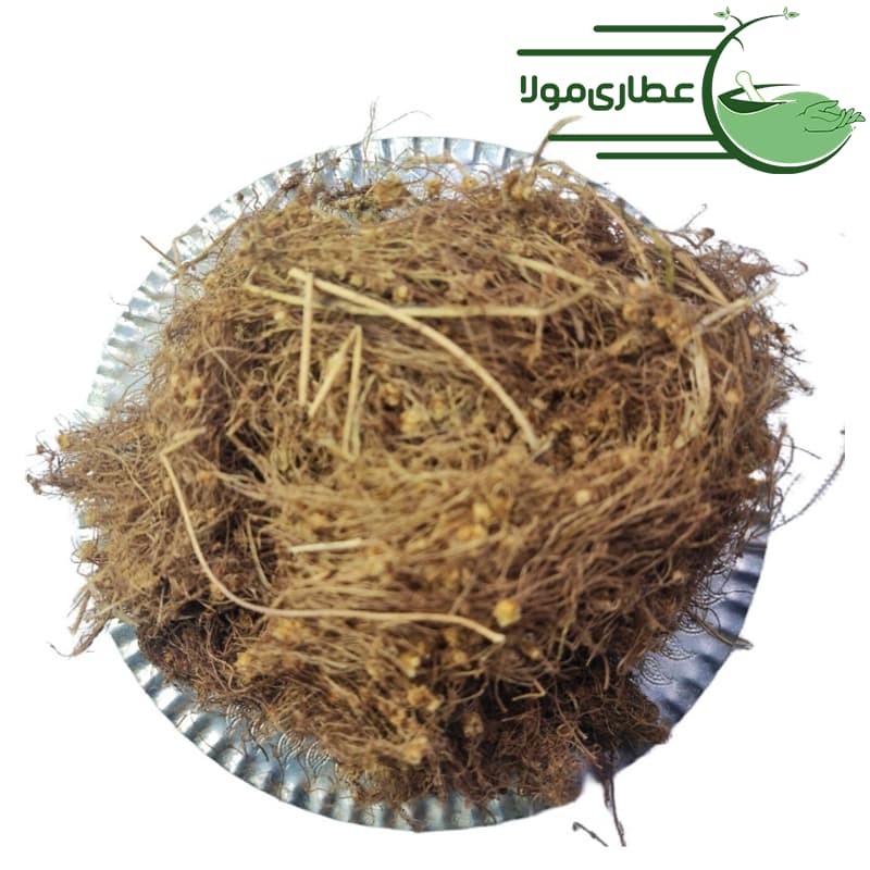 افتیمون شامی — تصویر ۳