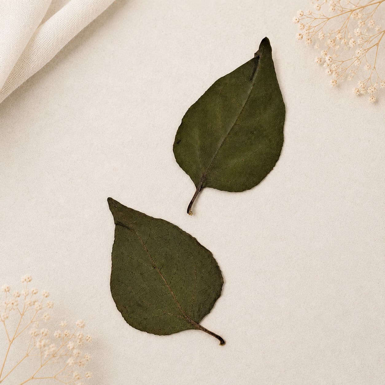 برگ بوگنویلیا (گل کاغذی) پرسی خشک طبیعی – سبز تیره (۵ عددی) — تصویر ۲