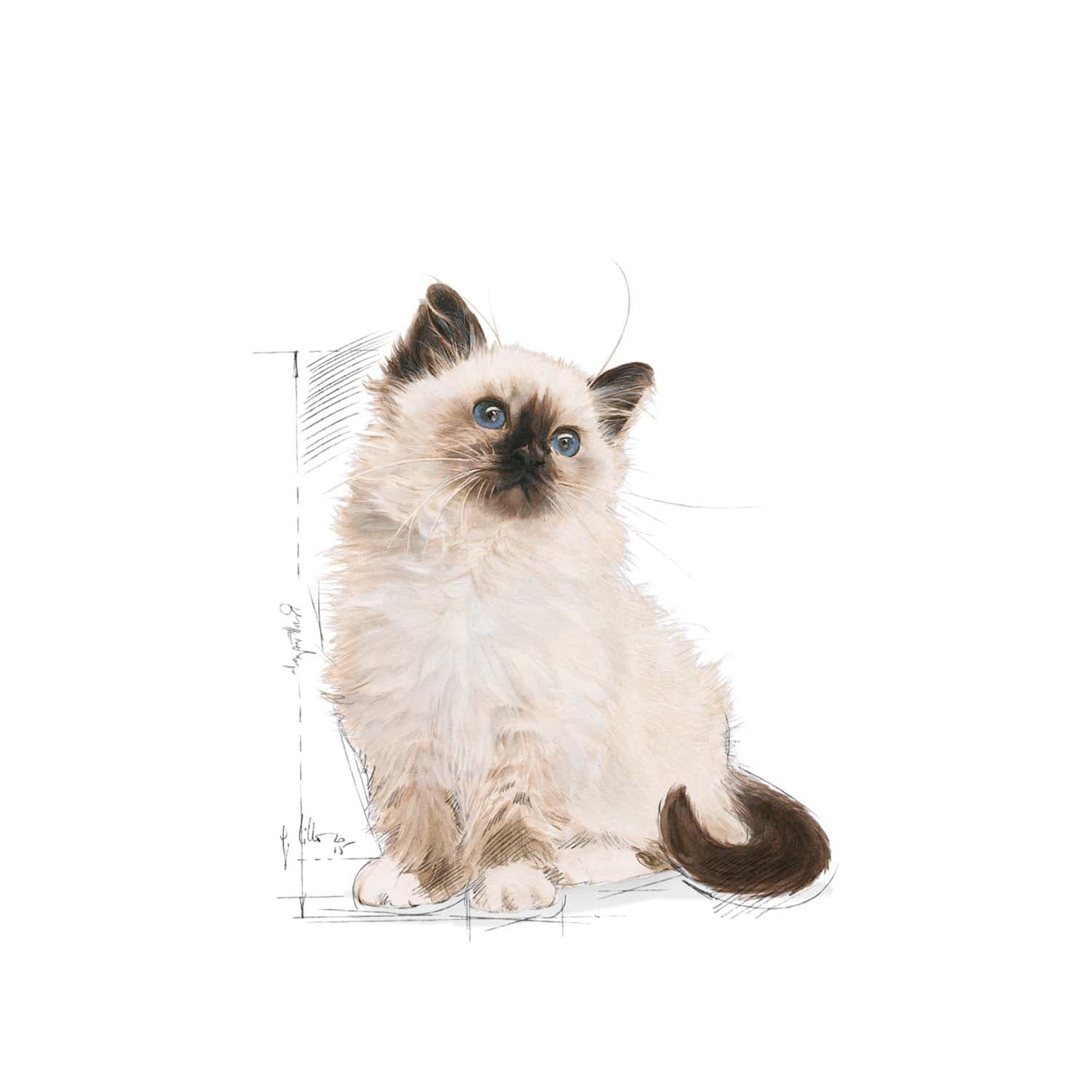 غذای بچه گربه رویال کنین کیتن 10 کیلویی kitten — تصویر ۶