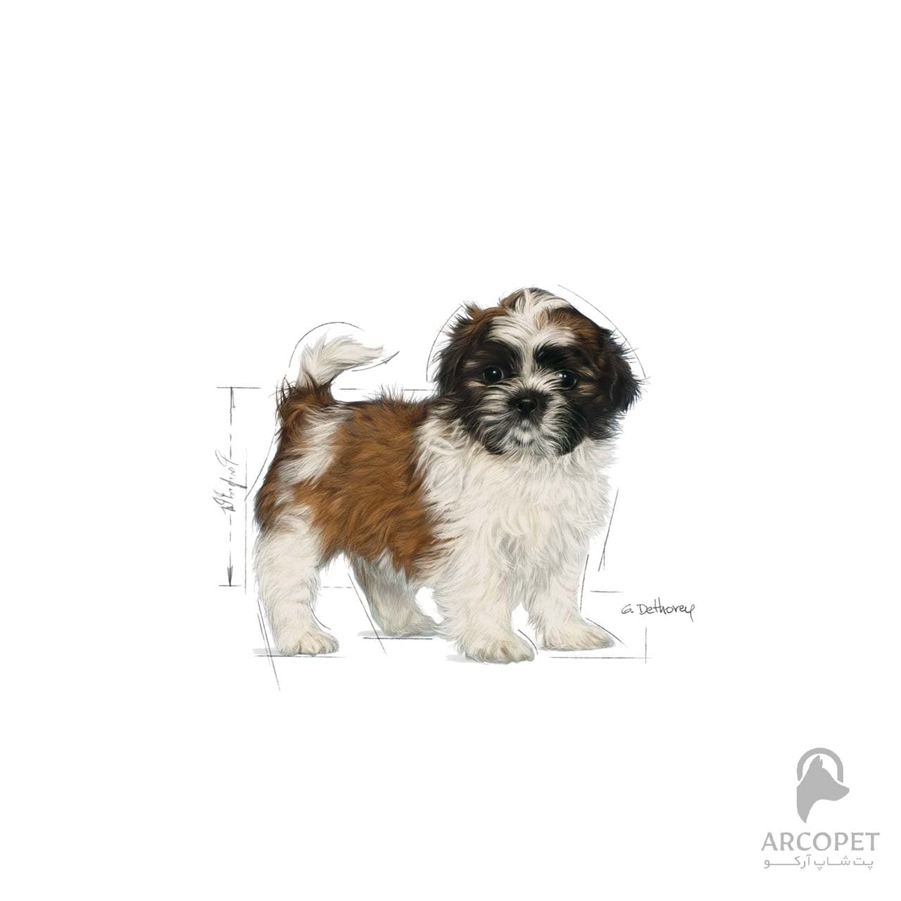 غذای سگ رویال کنین نژاد شیتزو پاپی ShihTzu Puppy وزن 1.5 کیلوگرم — تصویر ۳