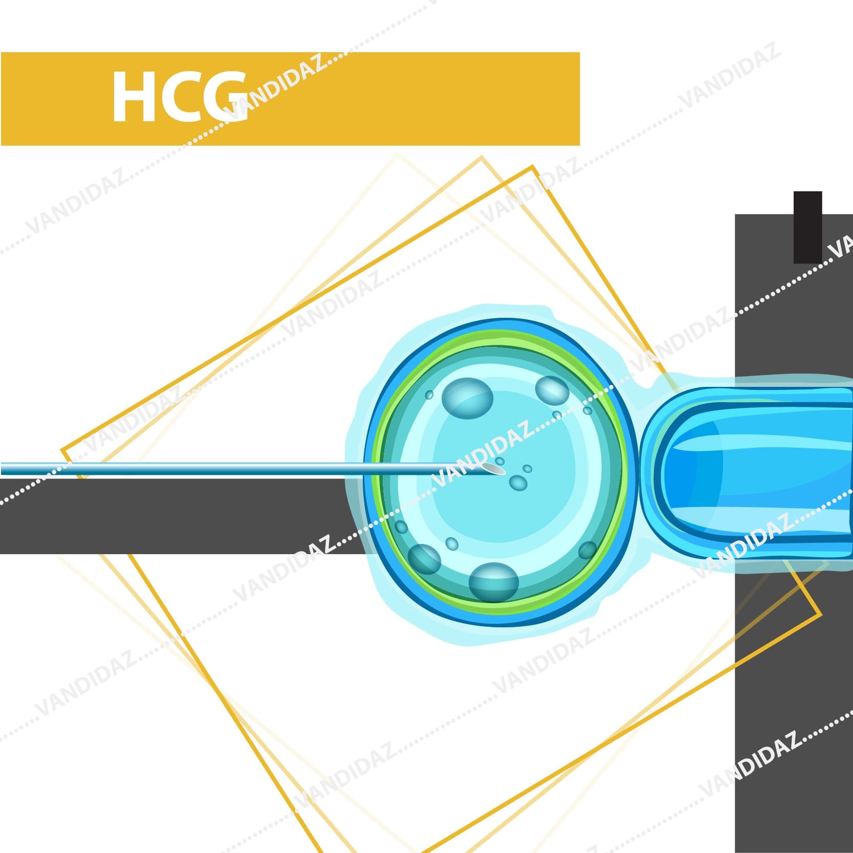 رپید تست بارداری (hCG)