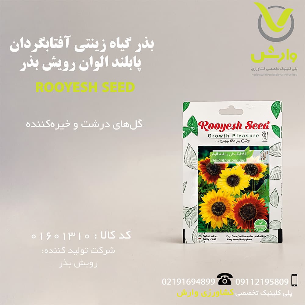 بذر گیاه زینتی آفتابگردان پابلند الوان رویش بذر — تصویر ۲