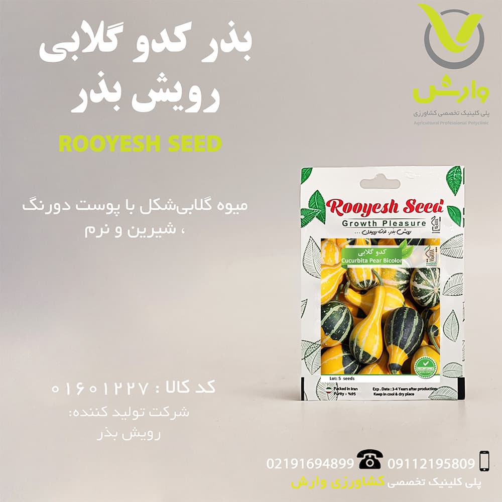 بذر کدو گلابی رویش بذر