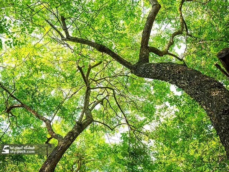آسمان مجازی آشپزخانه طرح طبیعت — تصویر ۴