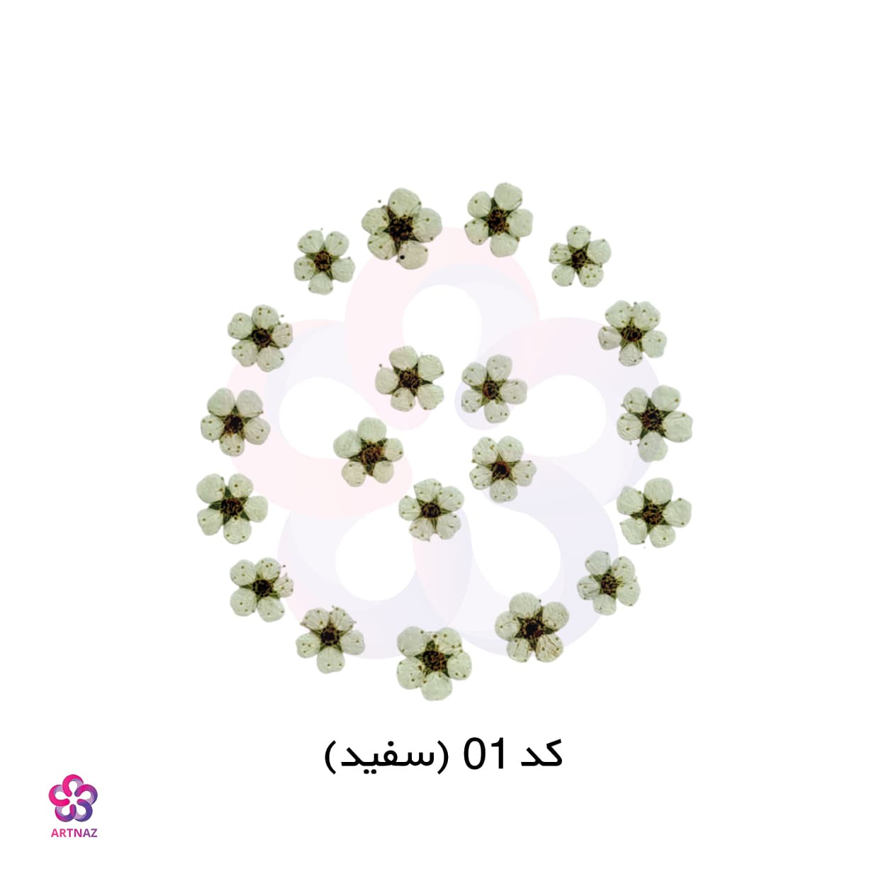 گل خشک اسپیره (10 عددی) — تصویر ۴