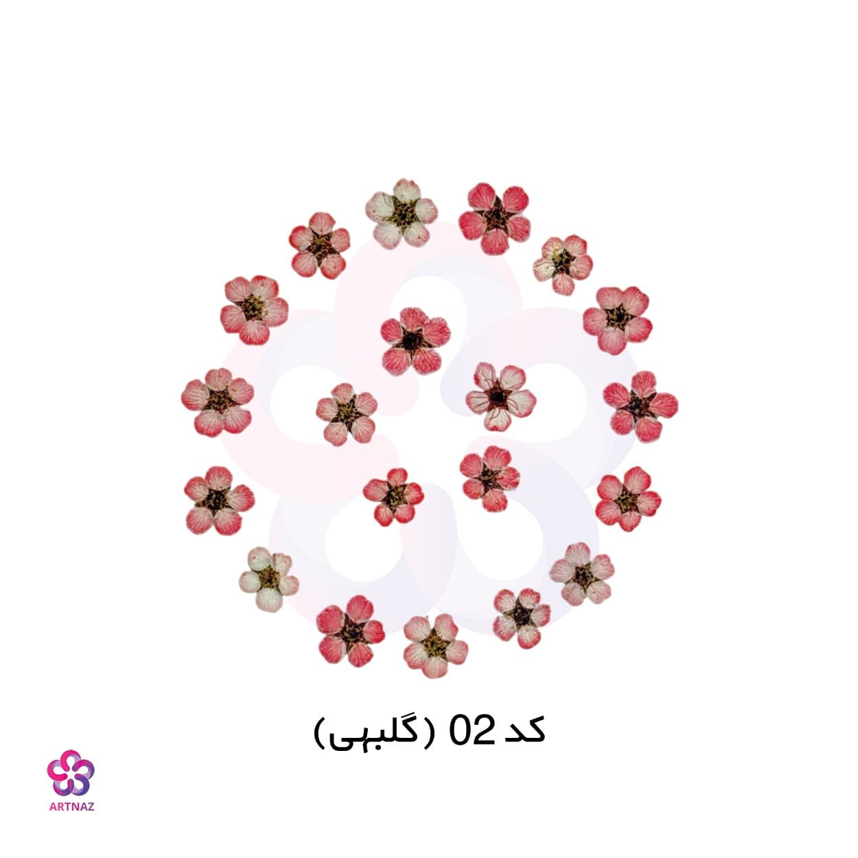 گل خشک اسپیره (10 عددی) — تصویر ۵