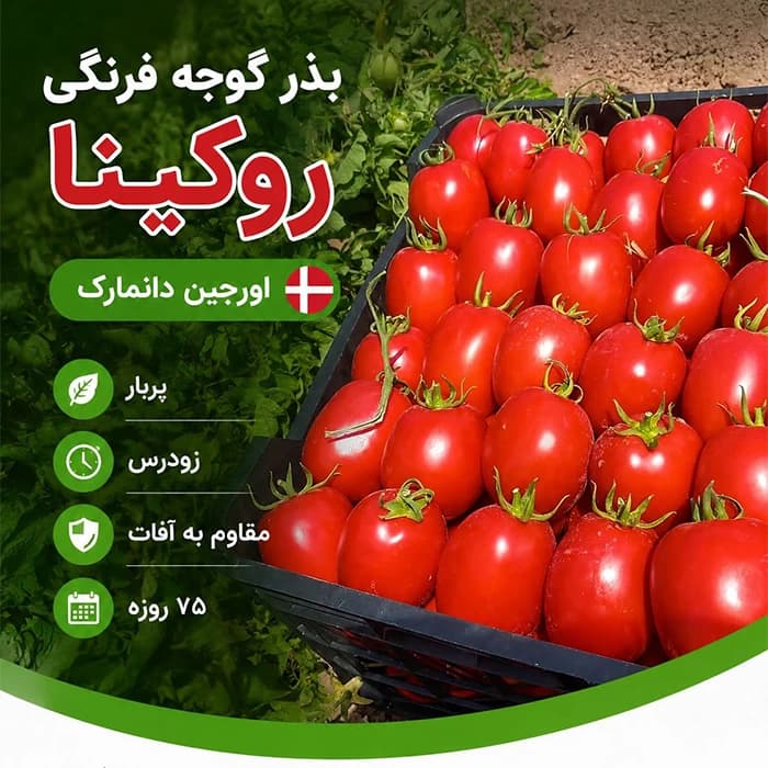بذر گوجه روکینا Rokina F1