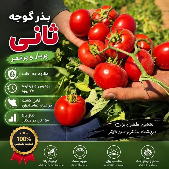 بذر گوجه فرنگی ثانی F1