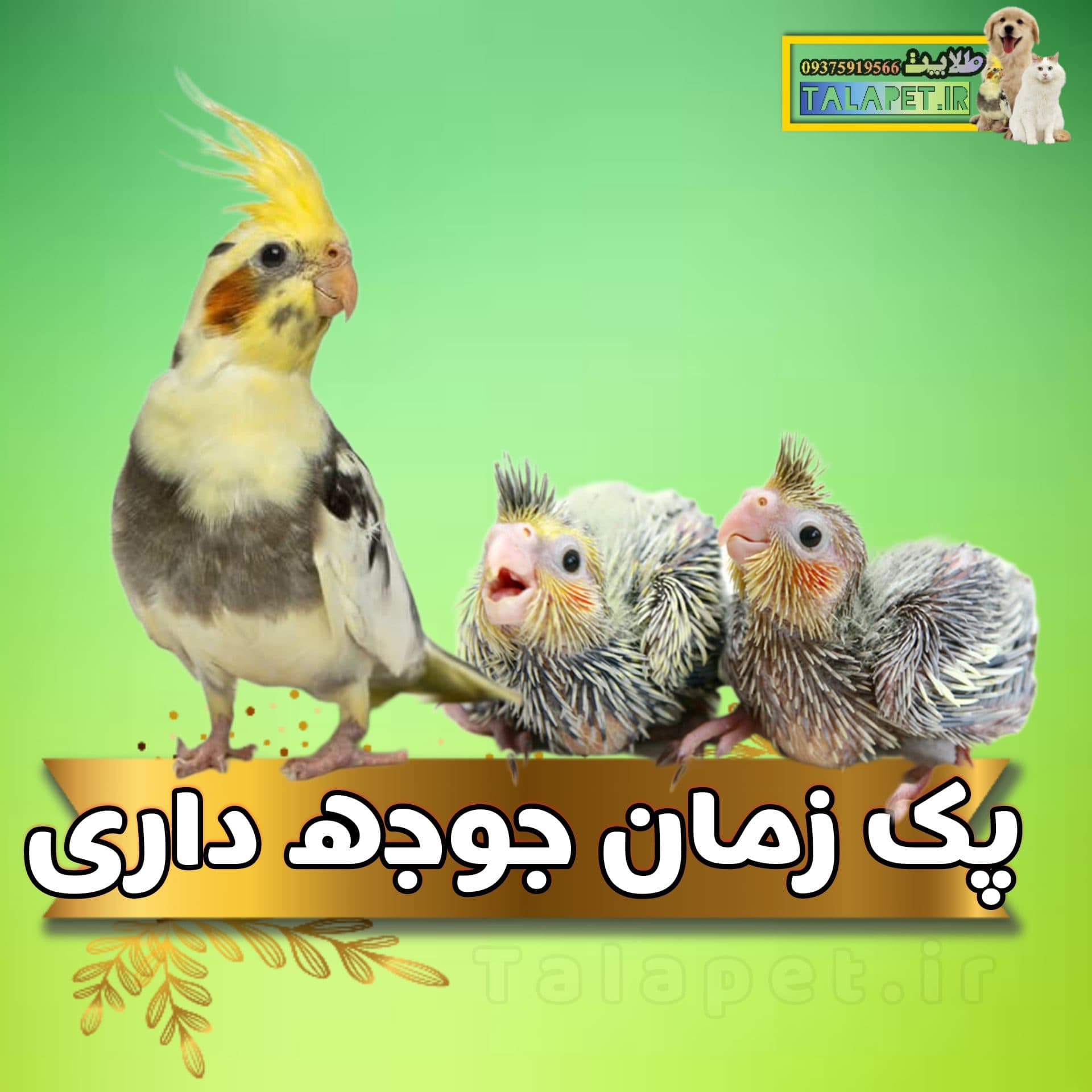 پک مکمل های مورد نیاز زمان جوجه داری پرندگان