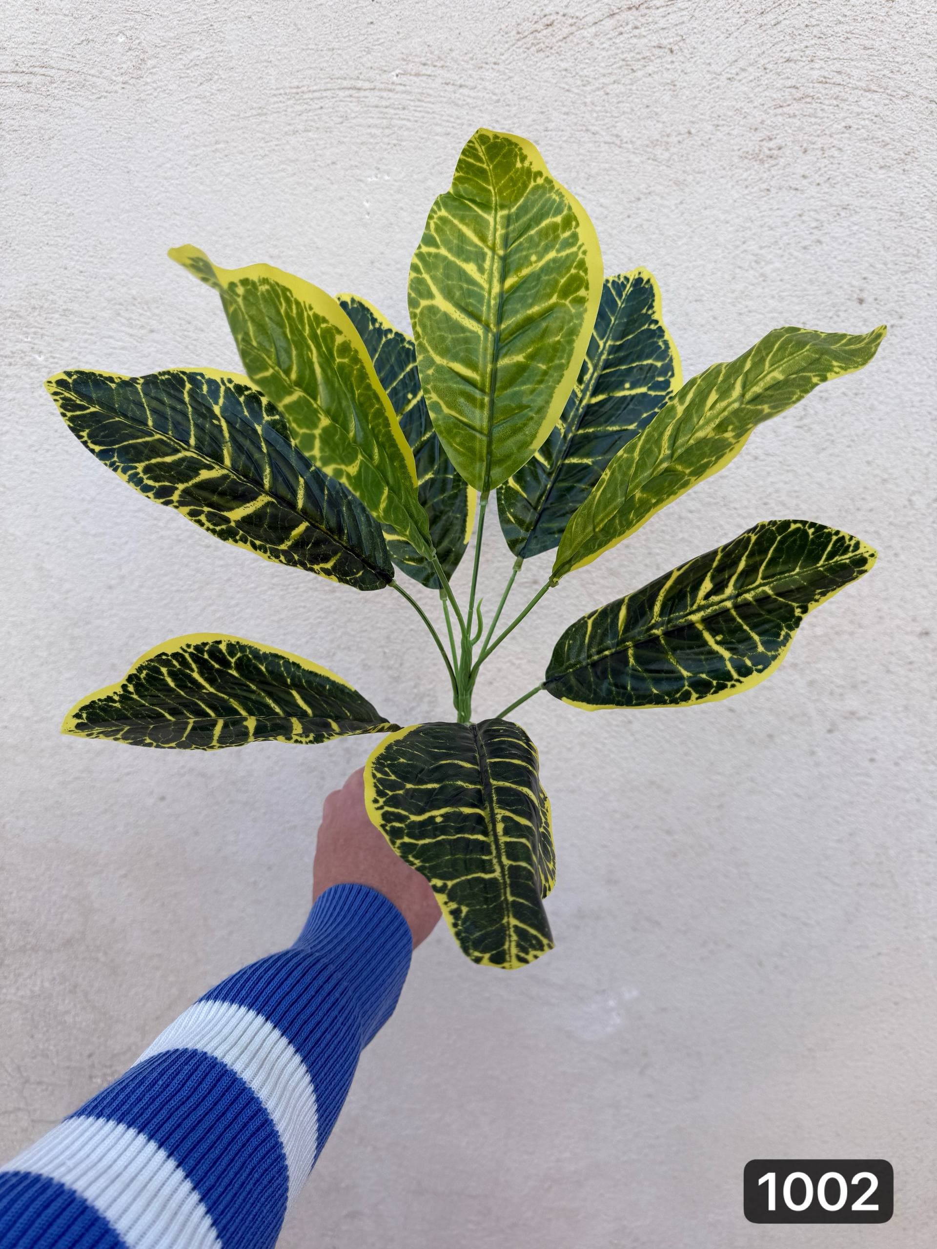 بوته باکسی ۹ برگ — تصویر ۴